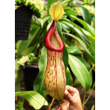 Nepenthes burkei x (burbidgeae x edwardsiana): BE 4531 - 6424