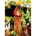 Nepenthes burkei x (burbidgeae x edwardsiana): BE 4531 - 6425