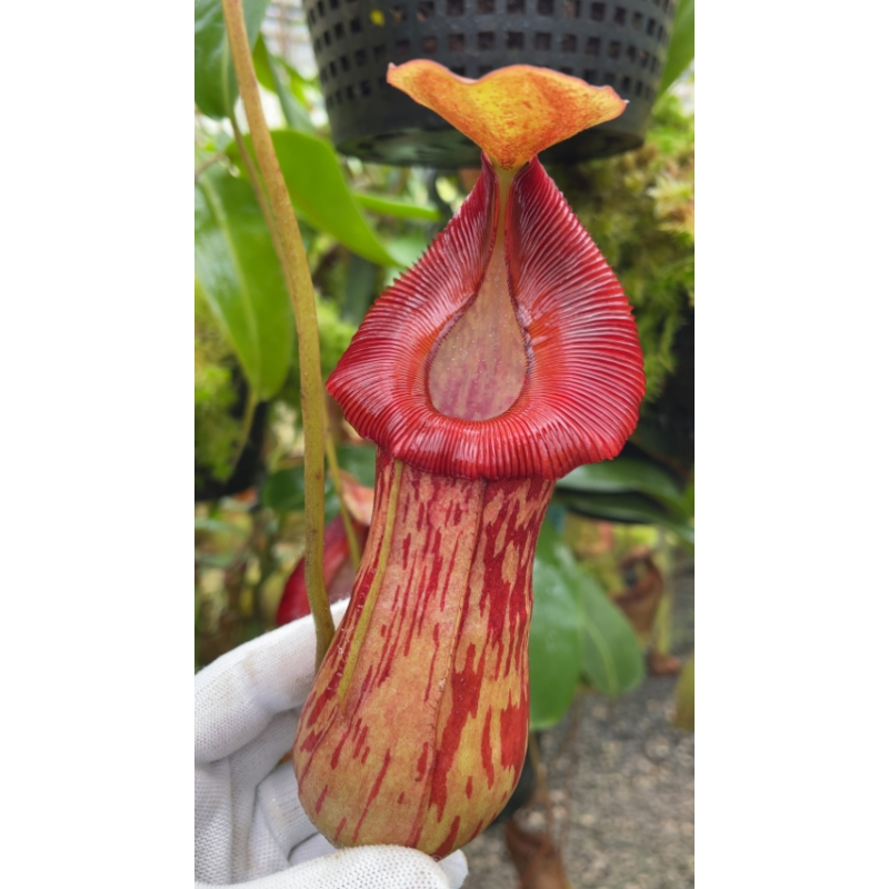 Nepenthes burkei x (burbidgeae x edwardsiana): BE 4531
