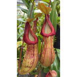Nepenthes burkei x (burbidgeae x edwardsiana): BE 4531 - 6427