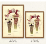 Sarracenia Botanical Print: French Cancan & French Porcelain - 6428