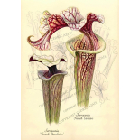 Illustration Botanique Sarracenia : French Cancan & French Porcelaine - 6429