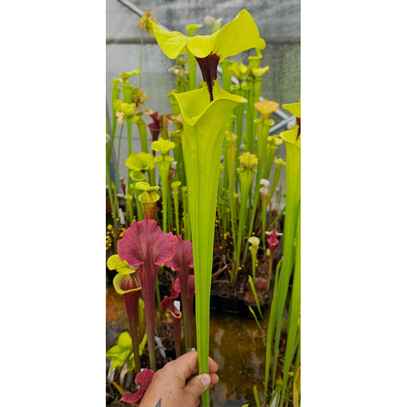 S. flava var. rugelii -- Big lid, RonnyHeirbaut (FL77, Ries van Ool)-var. rugelii