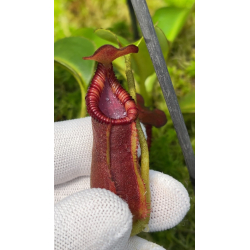 Nepenthes singalana x tenuis BE-3988-Nepenthes d'altitude