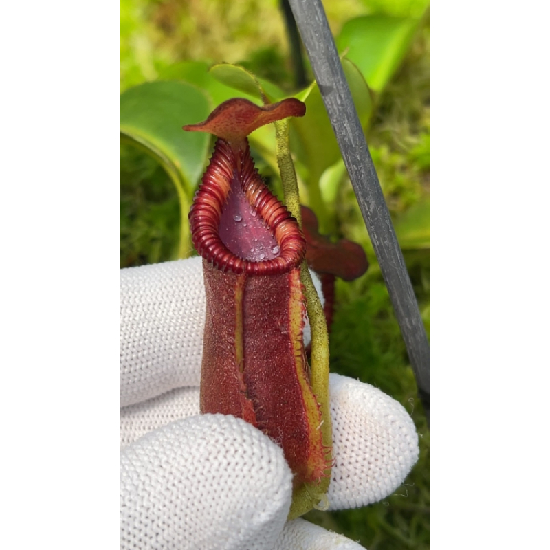 Nepenthes x trusmadiensis BE-4710-Nepenthes d'altitude