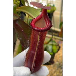 Nepenthes klossii x lowii: BE-4634-Borneo exotics pré-commande