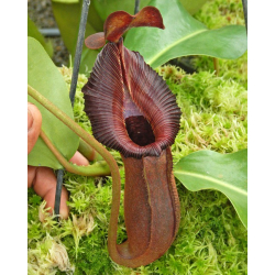 Nepenthes (lowii x macrophylla) x robcantleyi BE 4545-Borneo exotics pré-commande