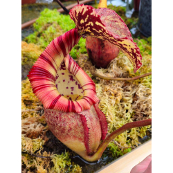 Nepenthes robcantleyi x (sibuyanensis x ventricosa) – assorted clones: BE-3748-Nepenthes d'altitude