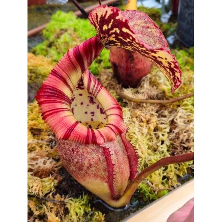 Nepenthes burbidgeae x edwardsiana BE-4507
