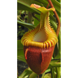 Nepenthes Villosa-Nepenthes d'altitude