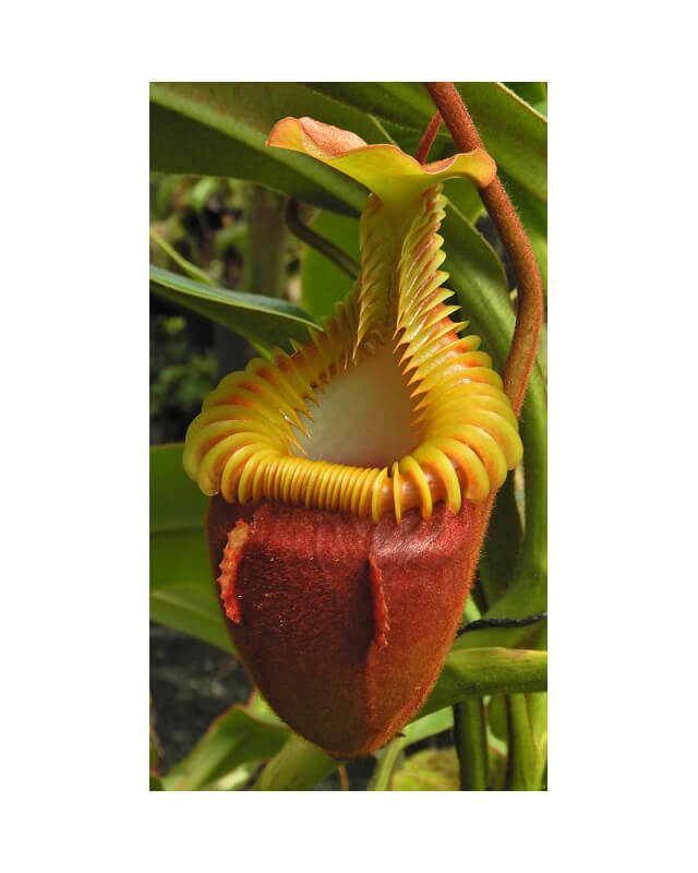 Nepenthes Villosa-Nepenthes d'altitude