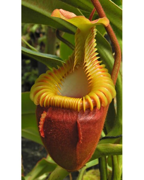 Nepenthes Villosa