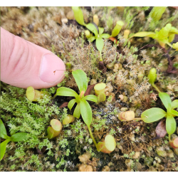 Nepenthes Villosa-Nepenthes highland