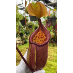 Nepenthes Villosa-Nepenthes d'altitude