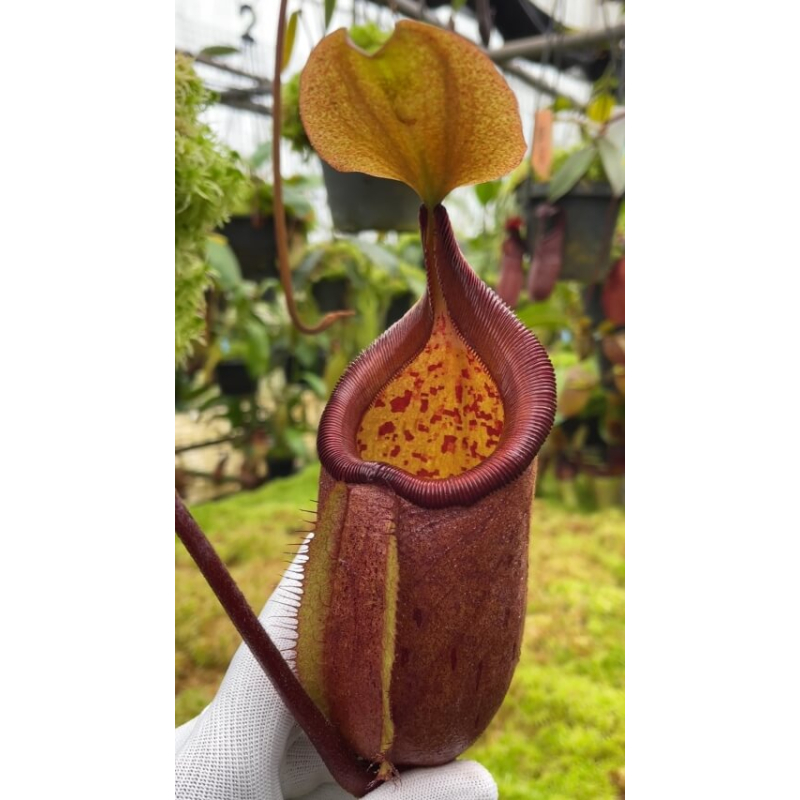 Nepenthes robcantleyi x palawanensis: BE-4591-Nepenthes d'altitude