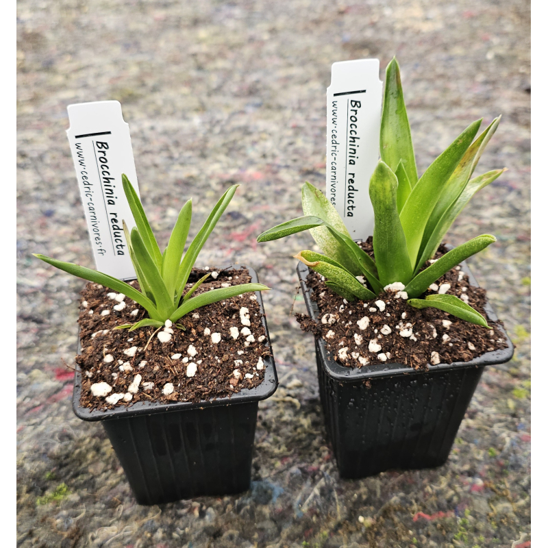 Brocchinia reducta-Brocchinia