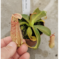 Nepenthes x 'miranda'-Nepenthes d'altitude