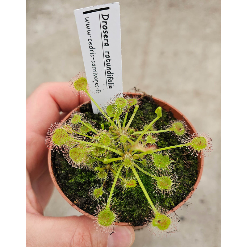 Drosera rotundifolia-Drosera tempérés