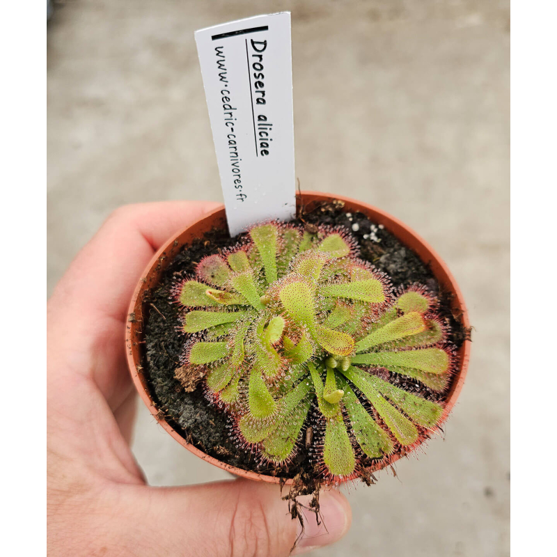 Drosera aliciae-Drosera tropicaux et subtropicaux