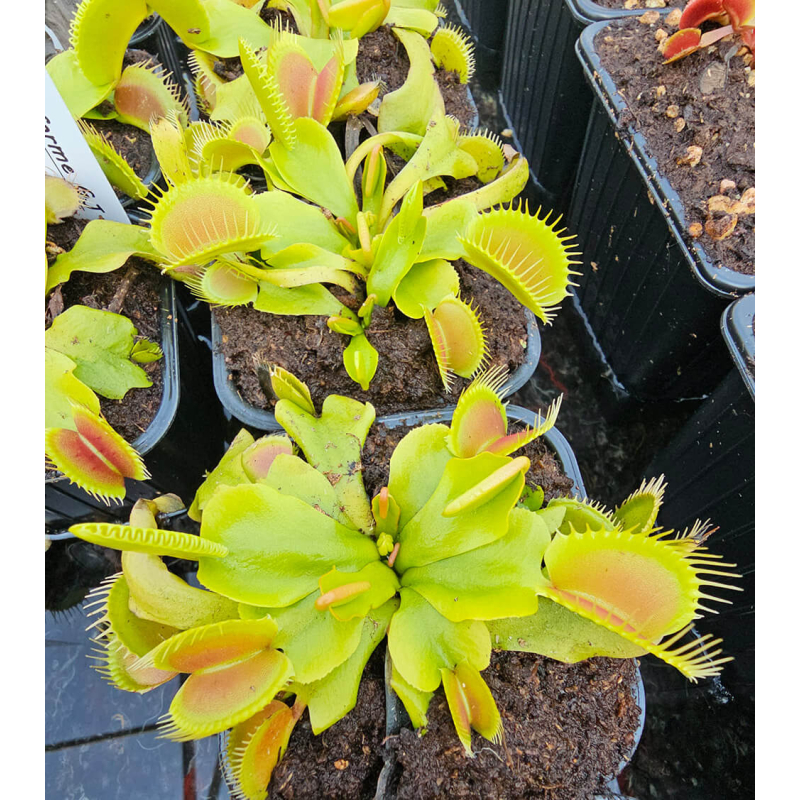 Dionaea 'yellow steve taverner'-Dionaea