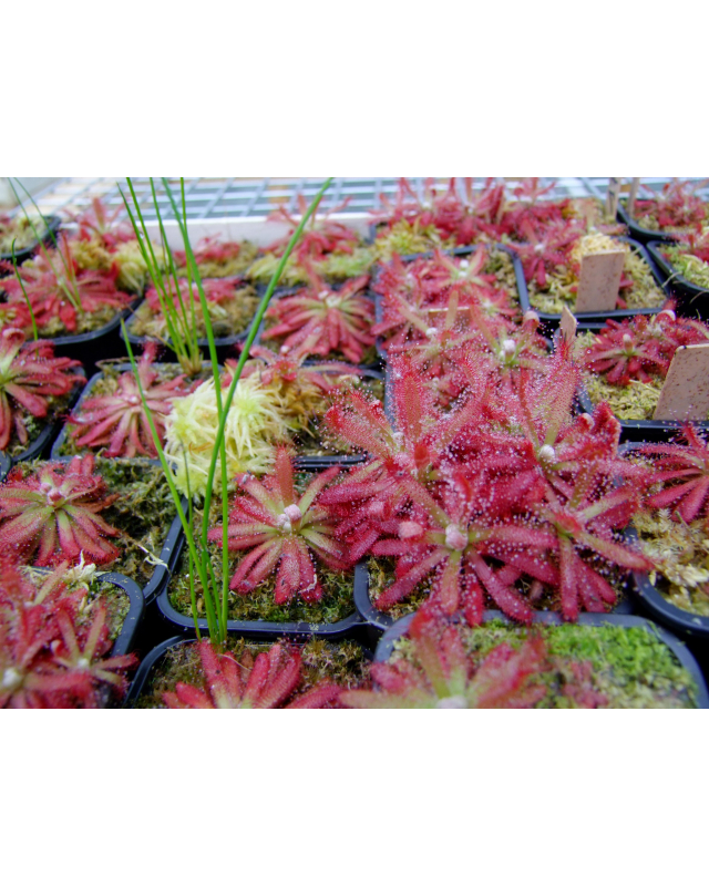D.graomogolensis D.graomogolensis