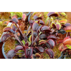 Dionaea 'akai ryu'-Dionaea