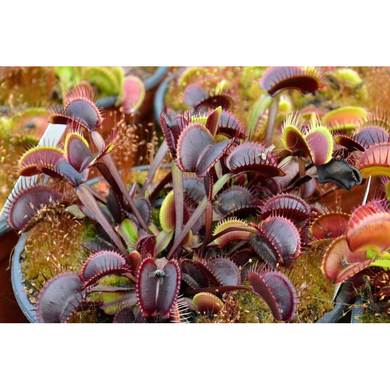 Dionaea 'akai ryu'-Dionaea