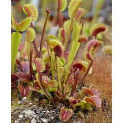 Dionaea 'destroyer'-Dionaea