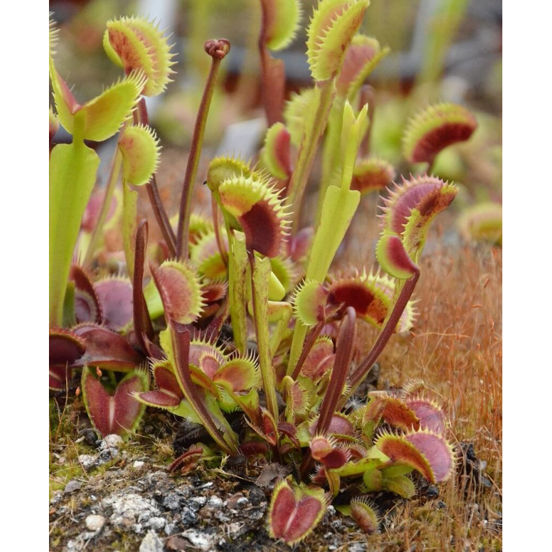 Dionaea 'spotty'-Dionaea