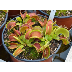 Dionaea 'SL seedling'-Dionaea