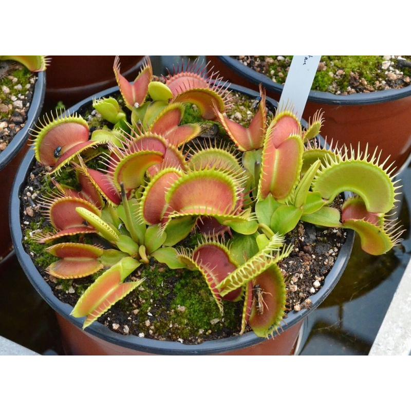 Dionaea 'Antonov 225'-Dionaea