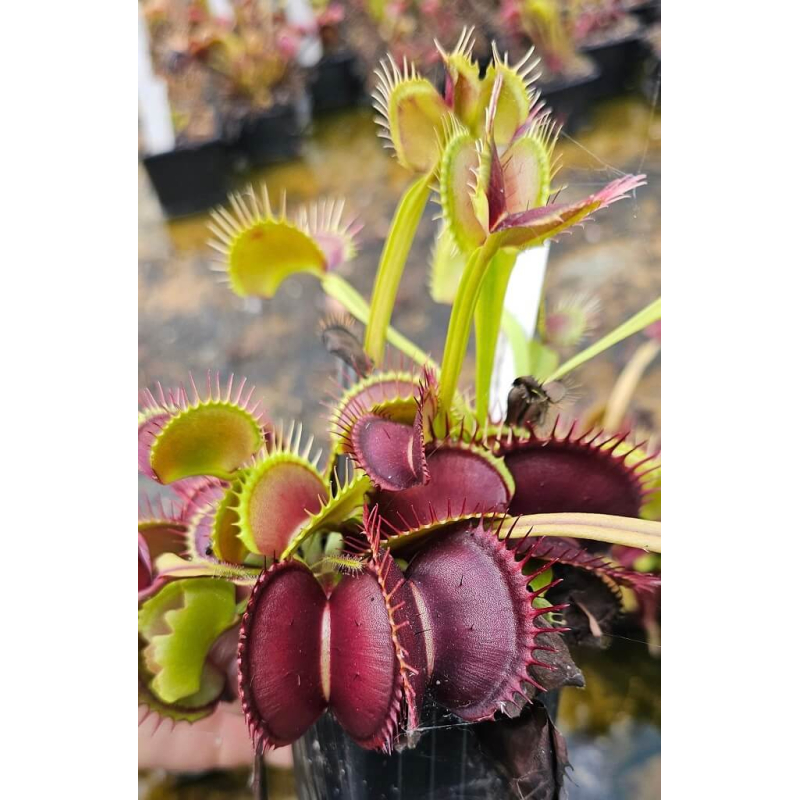 Dionaea 'z10 bcp'-Dionaea