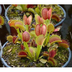 Dionaea 'destroyer'-Dionaea