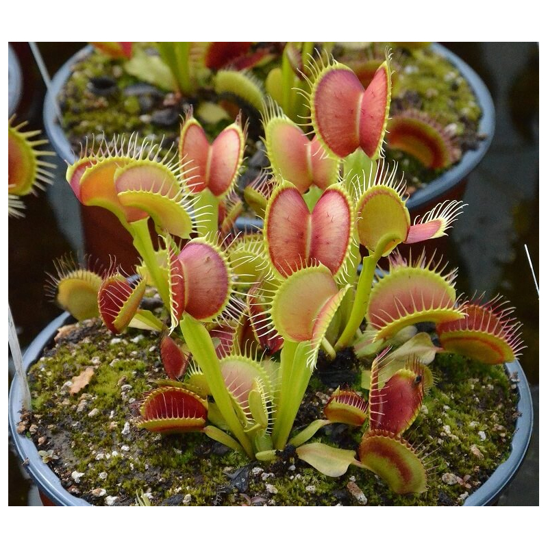 Dionaea 'destroyer'-Dionaea