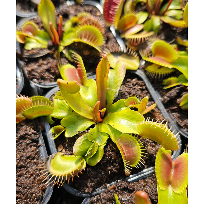 Dionaea 'Big Jp'-Dionaea
