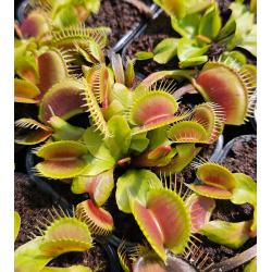 Dionaea southwest giant-Dionaea