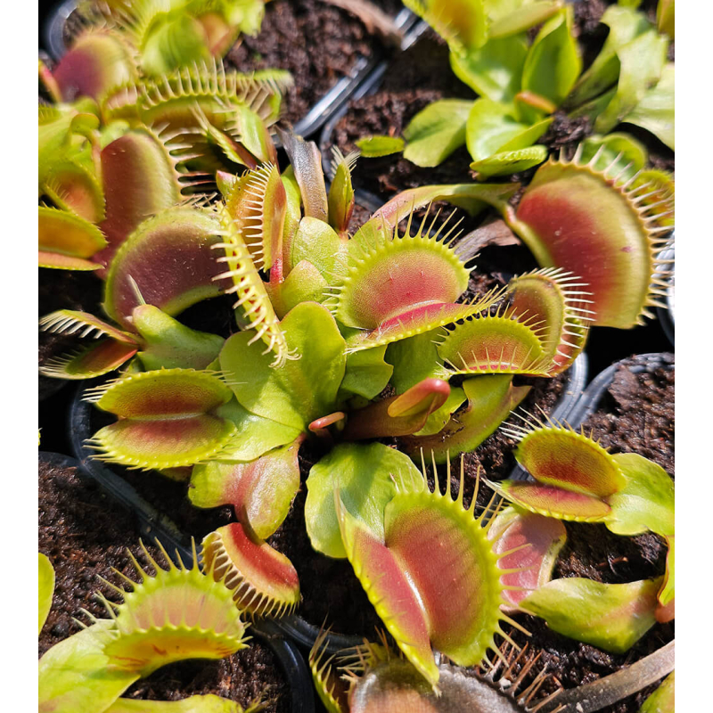 Dionaea southwest giant-Dionaea