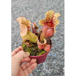 Sarracenia purpurea ssp. venosa 'Sylwia'-Sarracenia purpurea