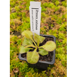 Drosera 'andromeda' schizandra x prolifera-Drosera tropicaux et subtropicaux