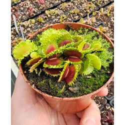 Dionaea "zipp"-Dionaea
