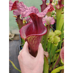 Sarracenia x Moorei -- SX112O selected from L18 MK x F88MK, clone C-Sarracenia x Moorei