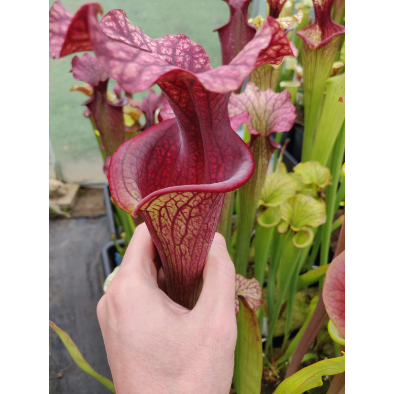 Sarracenia x Moorei -- SX112O selected from L18 MK x F88MK, clone C-Sarracenia x Moorei