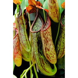 Nepenthes villosa x veitchii 'Gold Rush' – solid peristome BE-4606-Nepenthes highland