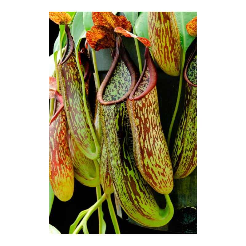 Nepenthes copelandii, BE-3046-Nepenthes highland