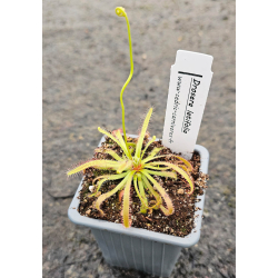 Drosera binata forme dichotoma 'Giant'-Drosera tropicaux et subtropicaux