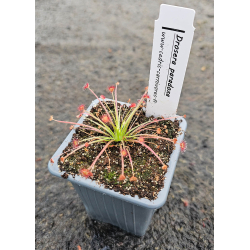 Drosera paradoxa-Drosera complexe petiolaris