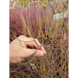 Drosera binata forme multifida- purple leaf-Drosera tropicaux et subtropicaux