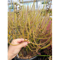 Drosera binata forme dichotoma 'Giant'-Drosera tropicaux et subtropicaux