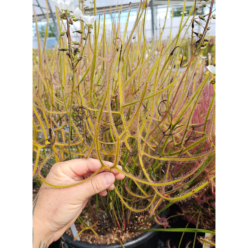 Drosera binata forme dichotoma 'Giant'-Drosera tropicaux et subtropicaux