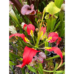 lilium catesbaei-Lys / Lilium 